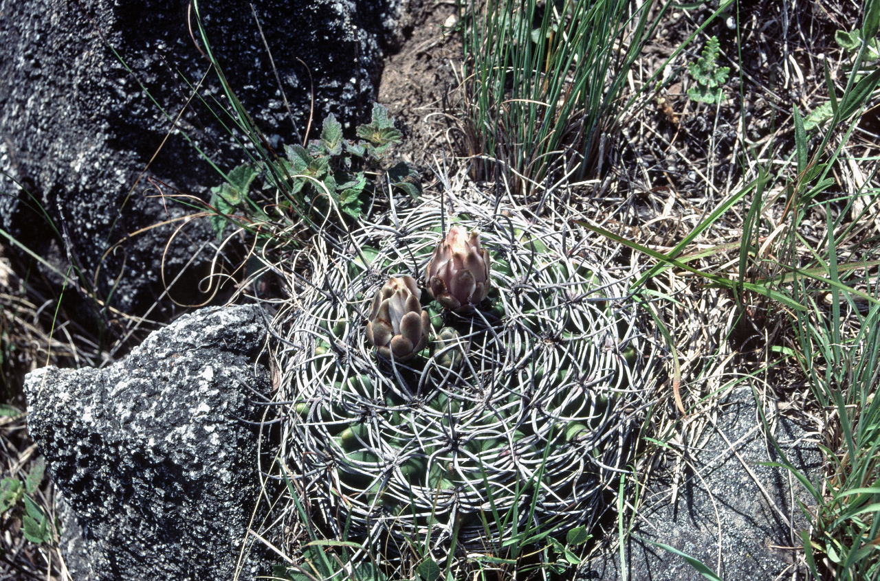 Gymnocalycium mostii