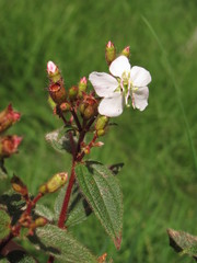 Chaetogastra ciliaris