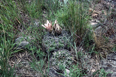 Gymnocalycium mostii