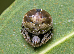 Araneus rotundulus