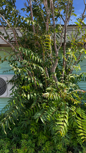 tree-of-heaven