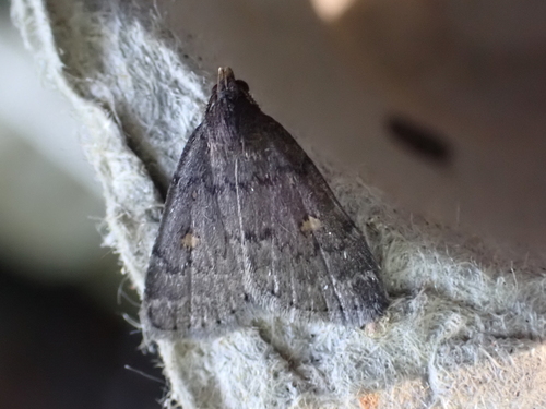 Orange-spotted Idia Moth photo 3