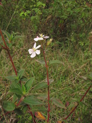 Chaetogastra ciliaris
