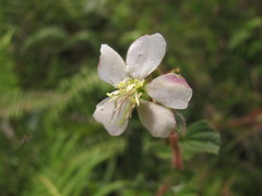Chaetogastra ciliaris