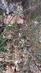 Brephulopsis bidens