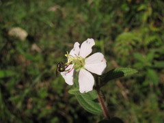 Chaetogastra ciliaris