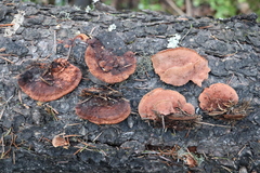 Fuscoporia viticola