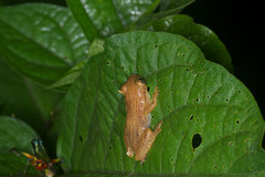 Dendropsophus haraldschultzi