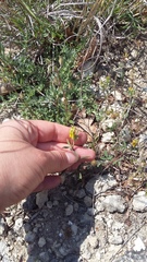 Trigonella spicata