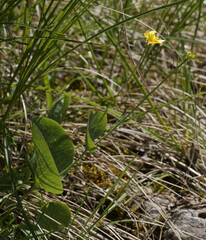 Ranunculus thora, photograph (c) Thierry Arbault, some rights reserved (CC BY)