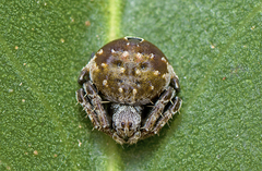 Araneus rotundulus