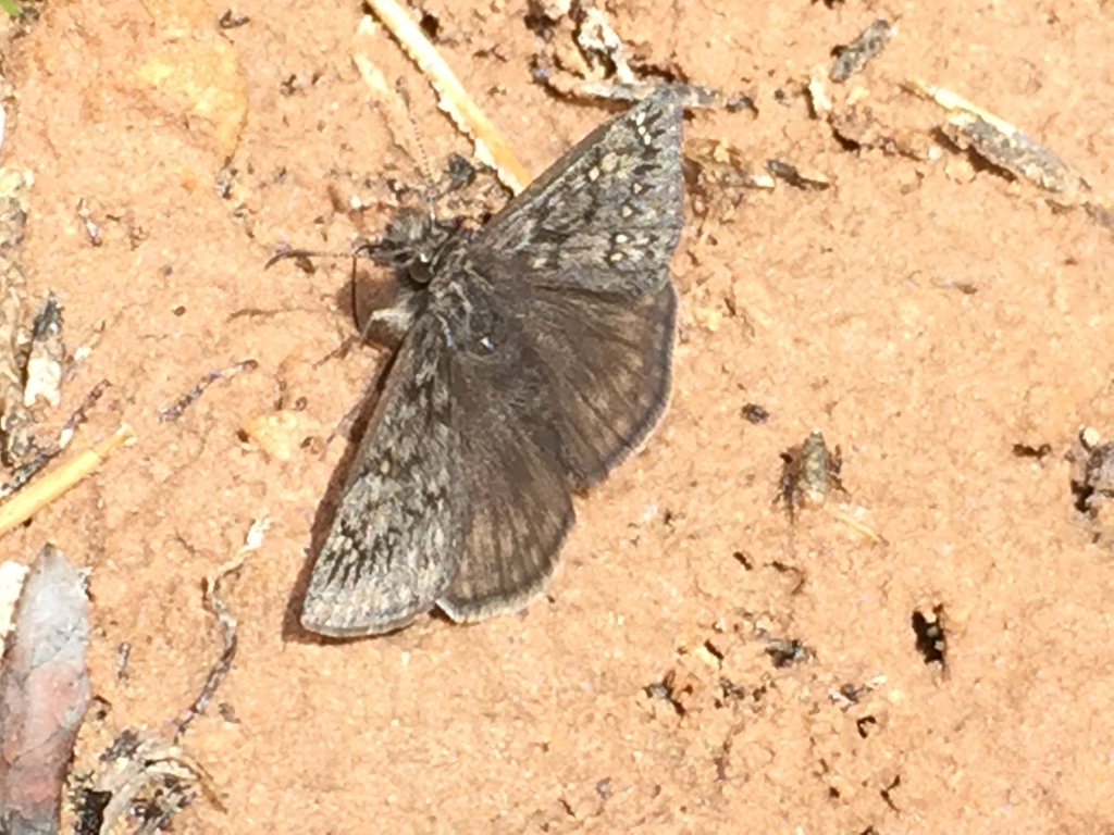 Rocky Mountain Duskywing