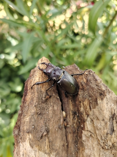 Lucanus tetraodon