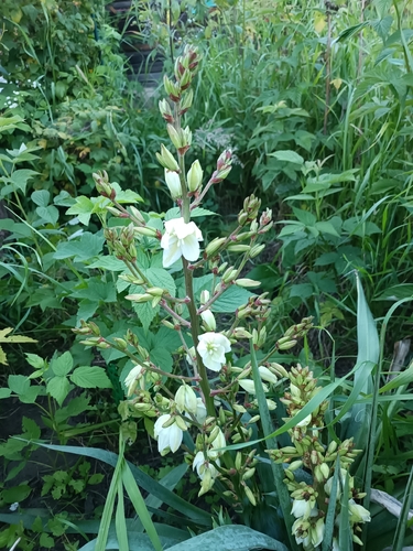 common yucca