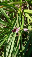 Ophrys bertolonii