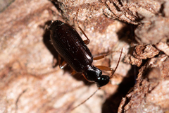 Dromius quadraticollis