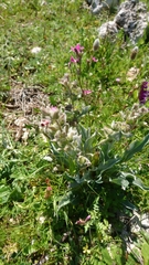 Cynoglossum cheirifolium