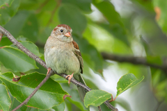 Field Sparrow photo 5