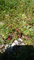 Ophrys speculum