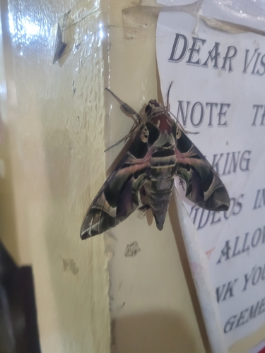 Oleander Hawkmoth