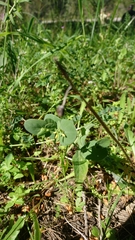 Coronilla scorpioides