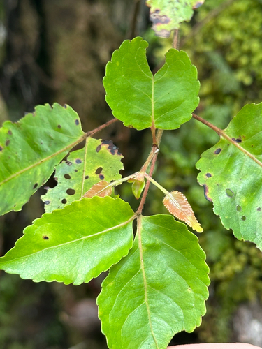 Gymnosporia crenata observed 2026-01-25