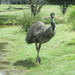Emus - Photo (c) Arthur Chapman, some rights reserved (CC BY-NC-SA)