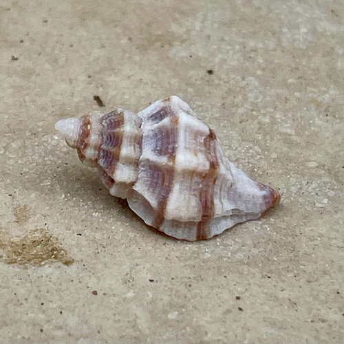 Hesperisternia multangulus observed 2026-07-17
