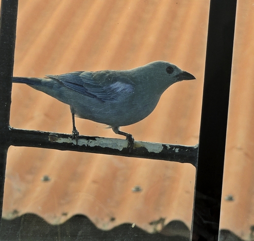 Blue-gray Tanager
