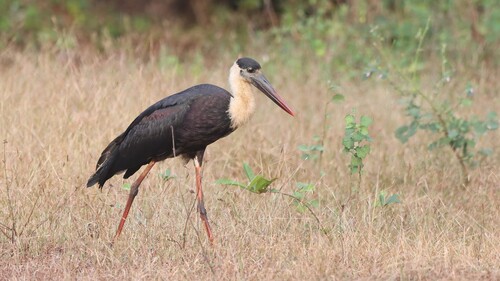 iNaturalist image