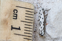 Ethmia bittenella