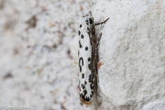 Ethmia bittenella