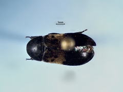 Dermestes lardarius