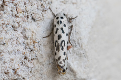 Ethmia bittenella