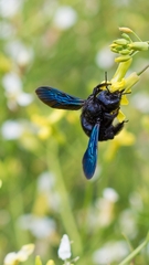 Xylocopa