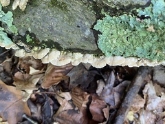 Cerrenaceae