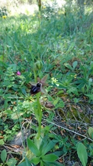 Ophrys sphegodes atrata