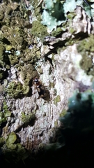 Dromius quadrimaculatus