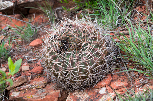 Gymnocalycium rhodantherum