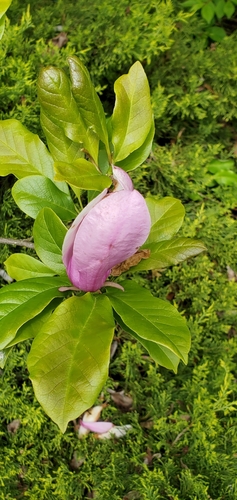 Magnolia × soulangeana iNat (3)