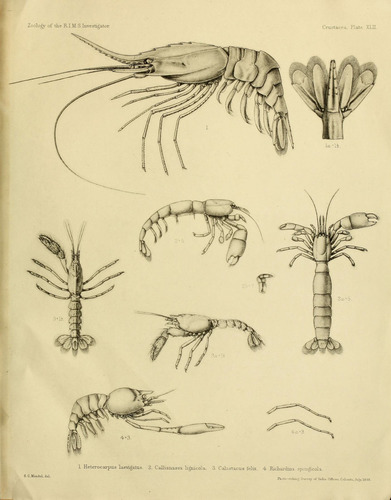 smooth nylon shrimp