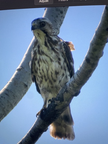 Broad-winged Hawk observed by evynathan
