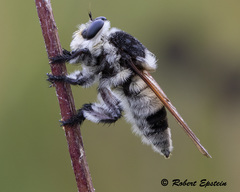 Mallophora bomboides