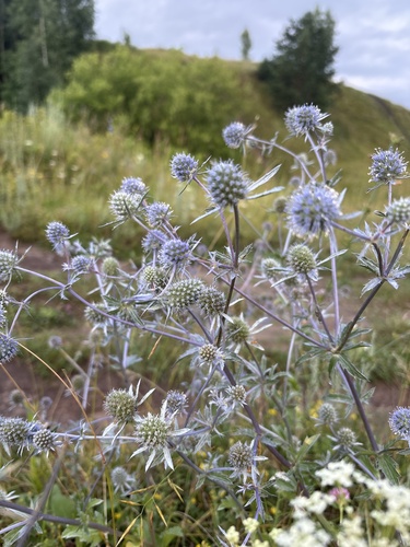 Blue Eryngo