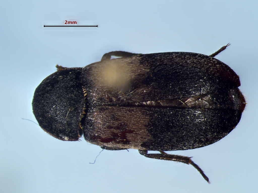 Larder Beetle from Valcourt, QC, Canada on August 4, 1994 by JeanFrançois Roch. Provenant de la