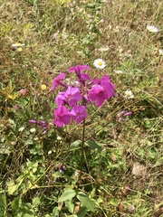Phlox ovata