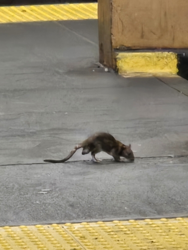 Rat photographed near here on 2026-07-16