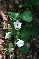 Ipomoea scopulorum