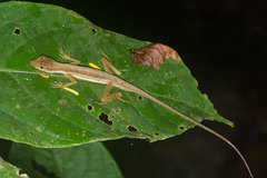Anolis trachyderma