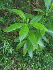 Alstonia macrophylla